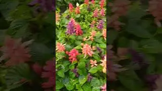 #Many#colors#of salvia#flower💐🍀🌿