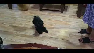 black shih tzu dog playing with broom