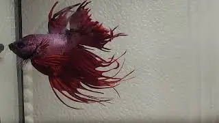 The Betta Fish Everyone Should See Once