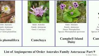 List of Angiosperms of Order Asterales Family Asteraceae Part 9 california calocephalus calea tree
