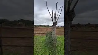 #live #horse #automobile #cat #dog #animals #viral #viralvideo #viralshorts