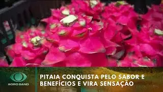 Pitaia pode ser a nova febre de 2026 | Agro Band
