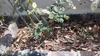 Problems Faced In Terrace Garden |छत के बगीचे में होने वाली समस्याएं  Part 2