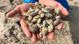 Catching Giant Sand Fleas | Live Fishing