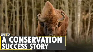 European Bison recovery is now regarded as conservation success story | WION News