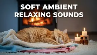 Peaceful Cat Purring in Cozy Night Ambience 😺🌙 Sleep, Relax, Unwind Tonight