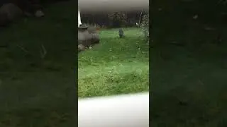 Strange cat walks in backyard and pees