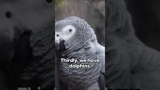 Top 5 Unbelievable Animal Intelligence Mysteries: Nature's Brainy Wonders!