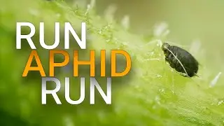 Watch a hover fly larva eat the aphids on my cucumbers