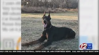 Stolen dog reunited with owner after more than a year