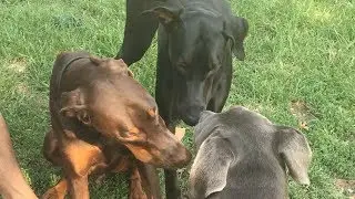 A Rare Solid Black Doberman Shows Up at the Dog Park