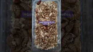 ✨My Giant Mealworm Beetles Hatching✨