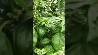 Harvesting basil from patio garden in Canada 🇨🇦