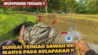 the most sadistic micro fishing in the river in the middle of the rice fields
