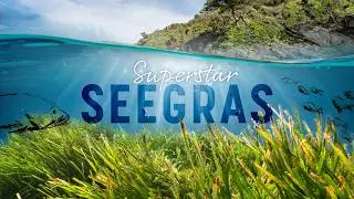 Teaser - Superstar Seegras