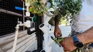 g&uuml;neş enerjisi ile &ccedil;alışan topraksız dikey tarım sistemleri