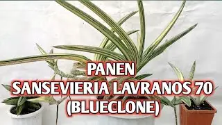 Panen sansevieria lavranos 70/blueclone varigata putih | pisah anakan sansevieria blueclone varigata