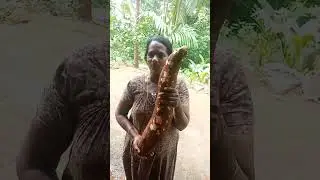 ഭീമൻ മരച്ചീനി #trending #viral #agriculture #kerala #shorts #tapioca #video #mother #shortsfeed #yt