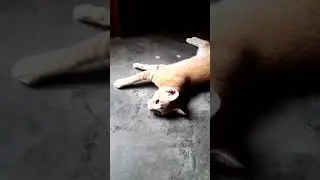 Sleepy CAT 🐈😽😽😽🐈 - Falls Asleep #shorts