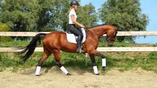 Willemein Jetset D x Gregor