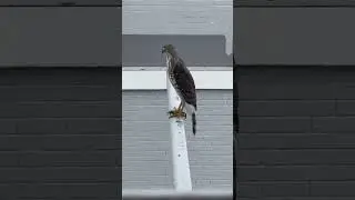 Wild eagle encounter at my backyard #celestialultra #wildlife #eagles #tiktok #closeup #wildlife