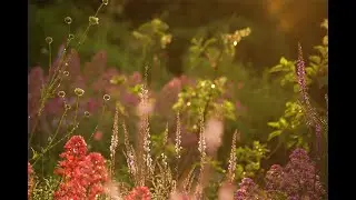 ARCADIA EXPERIMENTAL GARDEN
