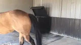 HayBox Automatic Horse feeder