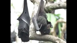 Flying fox (fruit bats) flights in Queensland, Australia