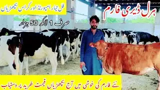 Haral Dairy Farm|| Imported And Cross Heifers For Sale In Punjab Today ||Australian Fresian Heifers