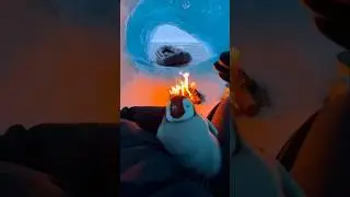 I found a lost penguin and then things got crazy 🐧&hearts;️#wildlifevideo #video #naturelovers #animal