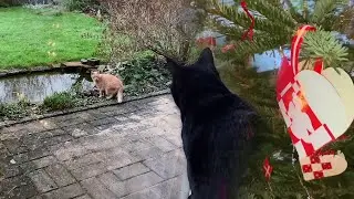 Orange cat Messi at the pond before sprinting away