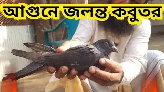 কবুতর আগুনে পুড়ে গেলে কি করবেন। Pigeon treatment.@chashi-dulumia #কবুতর #pigeon 