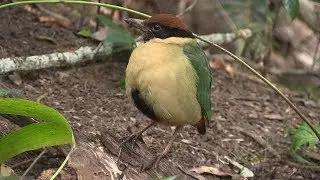 Noisy Pitta ( Pitta Versicolor ) HD Video 2/1 Tim Siggs ABVC