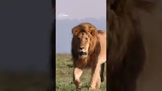 lion roam at Amboseli National Park 🦁🌍 #AmboseliSafari #GagaToursKenya  #Wildlife  #SafariMagic