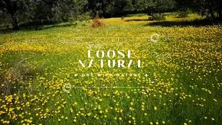 Moringa harvesting at LooseNatural, an Andalusian Permaculture farm | Spain