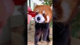 Красная панда: Милейшее Создание Природы 😍 #животные #интересное #панда