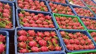 DODO - Vietnam Dragon fruit export - 越南火龙果