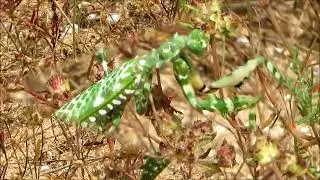 2021 18 04   Praying Mantis EGYPTIAN FLOWER DREAM   БОГОМОЛ ЕГИПЕТСКИЙ ЦВЕТОЧНЫЙ  МЕЧТА