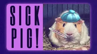 Caring for a Sick Guinea Pig!