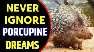 Porcupine in Dream Meaning | Porcupine Dream Interpretation