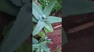 Donkey Ear plant, Mules Ear, or Palm Beachbells #plants #beach #plantlover #plantation #beachvibes
