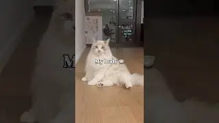 Life is Easy🤍 #catfunny #catshorts #cat