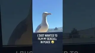 Seagull Can't Catch a Break || ViralHog