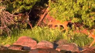 The Musky Hunter TV - Featuring Cedar Lake Lodge