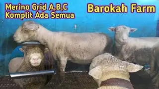 Komplit, Merino Grid A,B,C Ada Dikandang Pak Khumedi Batur Banjarnegara‼️Gen Sumo Pejantan Super