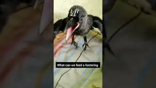 Feeding a fostering baby crow | Vet Visit #shorts #birds