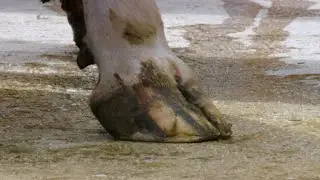 Detecting Lameness