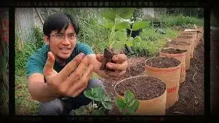 TRAWBERRY || dalam karung NOBELEN ||