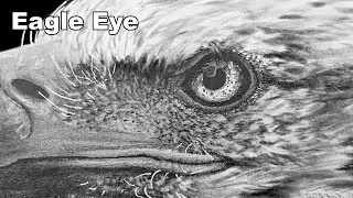 How to Draw a Bald Eagle - Eye - Hyper Realistic Sketch