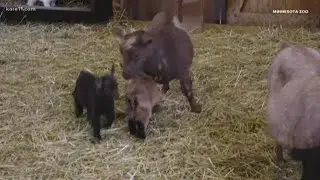 Cuteness Overload: Minnesota Zoo unveils new online animal exhibits